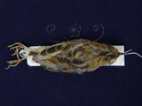 中文名:棕扇尾鶯(002318)學名:Cisticola juncidis(002318)英文名:Zitting Cisticola