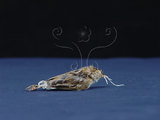 中文名:棕扇尾鶯(002318)學名:Cisticola juncidis(002318)英文名:Zitting Cisticola