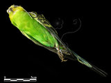 中文名:虎皮鸚鵡(003134)學名:Melopsittacus undulatus(003134)英文名:Swift Parrot