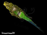 中文名:虎皮鸚鵡(003134)學名:Melopsittacus undulatus(003134)英文名:Swift Parrot