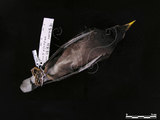 中文名:黑領椋鳥(002743)學名:Sturnus nigricollis(002743)英文名:Black-collard Starling