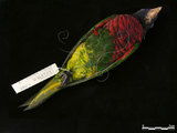 中文名:彩虹吸蜜鸚鵡(000476)學名:Trichoglossus haematodus(000476)英文名:Rainbow Lorikeet