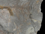 中文名:細星葉(NMNS001067-F025046)學名:Asterophyllites tenuifolius (NMNS001067-F025046)