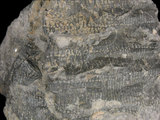 中文名:鈍肋蘆木(NMNS001067-F025054)學名:Calamites suckowii (NMNS001067-F025054)