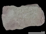 中文名:鈎蕨(NMNS001067-F025058)學名:Hamatophyton verticillatum (NMNS001067-F025058)