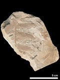 中文名:脈羊齒(NMNS001067-F025027)學名:Gigantonoclea cf. lagrelii (NMNS001067-F025027)