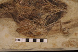 中文名:聖賢孔子鳥(NMNS002351-F029370)學名:Confuciusornis sanctus(NMNS002351-F029370)