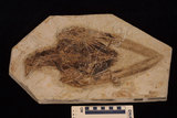 中文名:聖賢孔子鳥(NMNS002351-F029370)學名:Confuciusornis sanctus(NMNS002351-F029370)