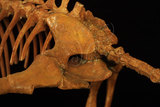 中文名:二犬齒獸(NMNS002811-F029985)學名:Dicynodon sp.(NMNS002811-F029985)