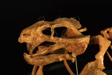 中文名:二犬齒獸(NMNS002811-F029985)學名:Dicynodon sp.(NMNS002811-F029985)