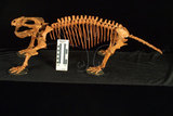 中文名:二犬齒獸(NMNS002811-F029985)學名:Dicynodon sp.(NMNS002811-F029985)