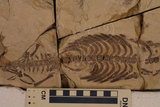 中文名:中龍(NMNS000848-F033421)學名:Mesosaurus brasiliensis(NMNS000848-F033421)