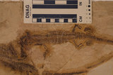 中文名:中龍(NMNS000848-F033422)學名:Mesosaurus brasiliensis(NMNS000848-F033422)