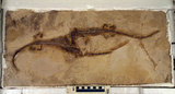 中文名:中龍(NMNS000848-F033422)學名:Mesosaurus brasiliensis(NMNS000848-F033422)