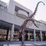 中文名:合川馬門溪龍(NMNS003489-F003548)學名:Mamenchisaurus hochuanensis(NMNS003489-F003548)