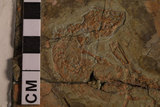 中文名:細小矢部龍(NMNS002685-F029826)學名:Yabeinosaurus tenuis(NMNS002685-F029826)