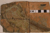 中文名:細小矢部龍(NMNS002685-F029826)學名:Yabeinosaurus tenuis(NMNS002685-F029826)