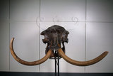 中文名:真猛獁象(NMNS003560-F003802)學名:Mammuthus primigenius 真猛獁象(NMNS003560-F003802)