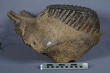 中文名:古菱齒象(NMNS000057-F030696)學名:Palaeoloxodon sp. 古菱齒象(NMNS000057-F030696)