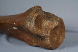 中文名:古菱齒象(NMNS000057-F030701)學名:Palaeoloxodon sp. 古菱齒象(NMNS000057-F030701)