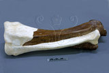 中文名:古菱齒象(NMNS001049-F035331)學名:Palaeoloxodon sp. 古菱齒象(NMNS001049-F035331)