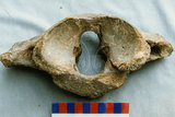 中文名:古菱齒象(NMNS001049-F035337)學名:Palaeoloxodon sp. 古菱齒象(NMNS001049-F035337)