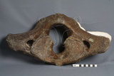 中文名:古菱齒象(NMNS001049-F035337)學名:Palaeoloxodon sp. 古菱齒象(NMNS001049-F035337)