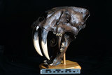 中文名:宿命劍齒虎(NMNS002307-F029319)學名:Smilodon fatalis(NMNS002307-F029319)