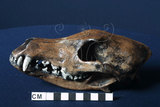 中文名:草原狼(NMNS002307-F029322)學名:Canis latrans(NMNS002307-F029322)