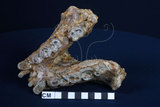 中文名:步氏巨猿(NMNS001687-F025847)學名:Gigantopithecus blacki(NMNS001687-F025847)