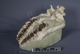 中文名:內布拉斯跑犀(NMNS002811-F029954)學名:Hyracodon nebrascensis 內布拉斯跑犀(NMNS002811-F029954)