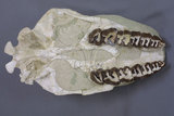 中文名:內布拉斯跑犀(NMNS002811-F029954)學名:Hyracodon nebrascensis 內布拉斯跑犀(NMNS002811-F029954)
