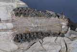 中文名:寇氏真岳齒獸(NMNS002811-F029953)學名:Merycoidodon (Oreodon) culbertsoni(NMNS002811-F029953)