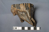 中文名:帝王猛獁象(NMNS003560-F003708)學名:Mammuthus imperator 帝王猛獁象(NMNS003560-F003708)