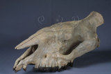 中文名:西方副跑犀(NMNS002811-F029990)學名:Subhyracodon occidentalis 西方副跑犀(NMNS002811-F029990)