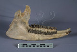 中文名:西方副跑犀(NMNS002811-F029991)學名:Subhyracodon occidentalis 西方副跑犀(NMNS002811-F029991)