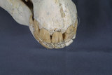 中文名:三趾馬(NMNS003398-F002773)學名:Hipparion platyodus　平齒三趾馬(NMNS003398-F002773)