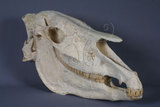 中文名:三趾馬(NMNS003398-F002773)學名:Hipparion platyodus　平齒三趾馬(NMNS003398-F002773)