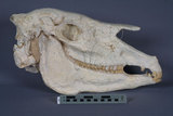 中文名:三趾馬(NMNS003398-F002773)學名:Hipparion platyodus　平齒三趾馬(NMNS003398-F002773)