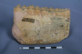 中文名:三趾馬(NMNS002594-F029647)學名:Hipparion sp.　三趾馬(NMNS002594-F029647)