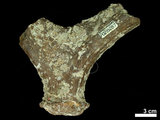 中文名:(NMNS002243-F028287)學名:Elaphurus davidianus(NMNS002243-F028287)