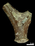 中文名:(NMNS002243-F028291)學名:Elaphurus davidianus(NMNS002243-F028291)
