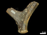中文名:(NMNS002243-F028334)學名:Elaphurus davidianus(NMNS002243-F028334)