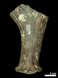中文名:(NMNS002243-F028336)學名:Elaphurus davidianus(NMNS002243-F028336)
