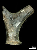 中文名:(NMNS002243-F028337)學名:Elaphurus davidianus(NMNS002243-F028337)