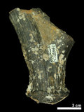中文名:(NMNS002243-F028341)學名:Elaphurus davidianus(NMNS002243-F028341)