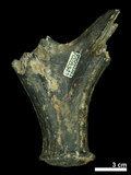 中文名:(NMNS002243-F028342)學名:Elaphurus davidianus(NMNS002243-F028342)