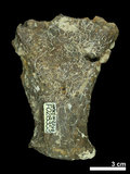 中文名:(NMNS002243-F028353)學名:Elaphurus davidianus(NMNS002243-F028353)