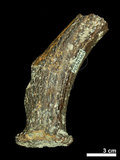 中文名:(NMNS002243-F028356)學名:Elaphurus davidianus(NMNS002243-F028356)