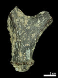 中文名:(NMNS002243-F028358)學名:Elaphurus davidianus(NMNS002243-F028358)